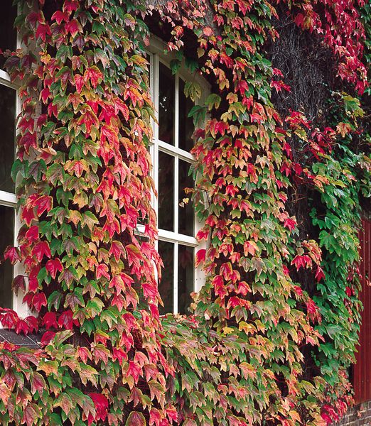 Parthenocissus tricuspidata 'Veitchii'